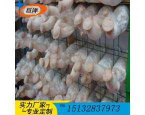 江西省綠色蘑菇網(wǎng)片 現(xiàn)代化大棚出菇網(wǎng)格架 食用菌規(guī)模化養(yǎng)殖架