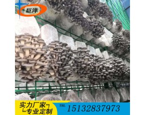 江西省食用菌栽培架 現(xiàn)代化大棚出菇架 食用菌規(guī)模化養(yǎng)殖出菇架