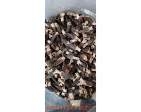 供應(yīng)各品質(zhì)羊肚菌