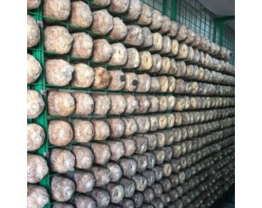 蘑菇網(wǎng)格網(wǎng)架 蘑菇養(yǎng)殖網(wǎng) 食用菌網(wǎng)架 食用菌培養(yǎng)架