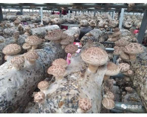 鮮香菇批發(fā) 昌盛寶菇基地直發(fā)