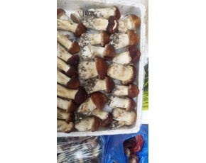 來(lái)自大山深處的大球蓋菇大量出產(chǎn)