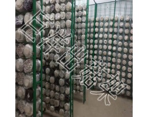蘑菇網(wǎng)片 平菇出菇網(wǎng)格 杏鮑菇網(wǎng)架 猴頭菇出菇網(wǎng)格架