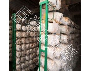食用菌網(wǎng)架 蘑菇種植架廠家 平菇出菇架 浸塑蘑菇網(wǎng)片
