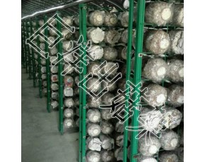 杏鮑菇出菇網(wǎng)格架 大棚食用菌培養(yǎng)架 平菇出菇專用架子