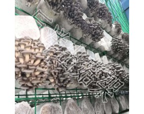 大棚食用菌培養(yǎng)架 養(yǎng)殖專用蘑菇架廠家 食用菌鐵絲網(wǎng)格架