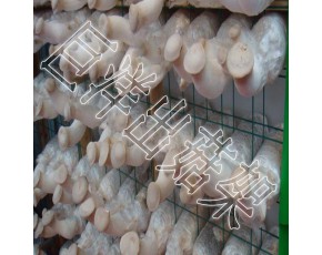 工廠化溫室出菇架 食用菌栽培架 浸塑蘑菇養(yǎng)殖網(wǎng)片