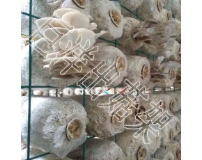高溫滅菌車 包塑出菇房網(wǎng)架 專業(yè)定制蘑菇出菇網(wǎng)格架