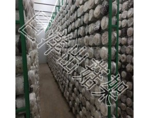 綠色包塑食用菌網(wǎng)格架 蘑菇種植架廠家 食用菌出菇層架