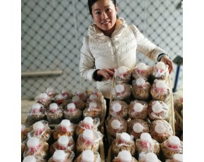 羊肚菌母鐘、原種、栽培種，優(yōu)選六妹系列提供技術(shù)指導(dǎo)