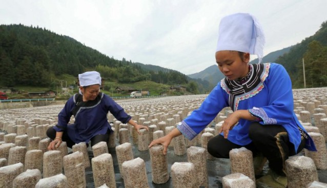 貴州省榕江縣：發(fā)展食用菌產業(yè) 助農增收