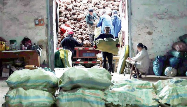 安徽省岳西縣：大力發(fā)展特色農業(yè) 茯苓喜獲豐收