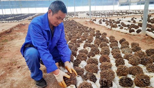 浙江省慶元縣方格藥業(yè)食用菌基地灰樹花迎來(lái)采收旺季