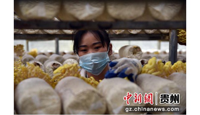 羅甸：食用菌豐收采摘忙
