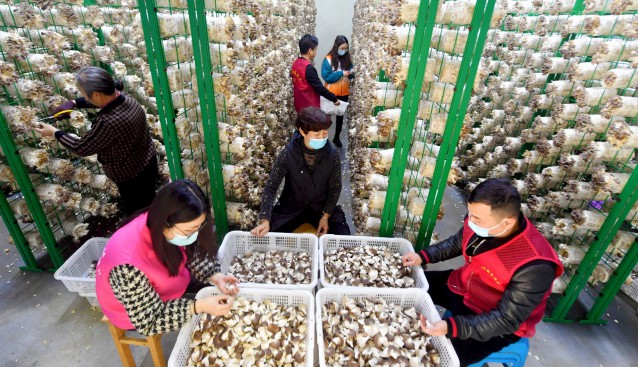 浙江新橋鎮(zhèn)銘溢客現(xiàn)代智慧農(nóng)業(yè)綜合體：秀珍菇進入豐收季 助農(nóng)增收