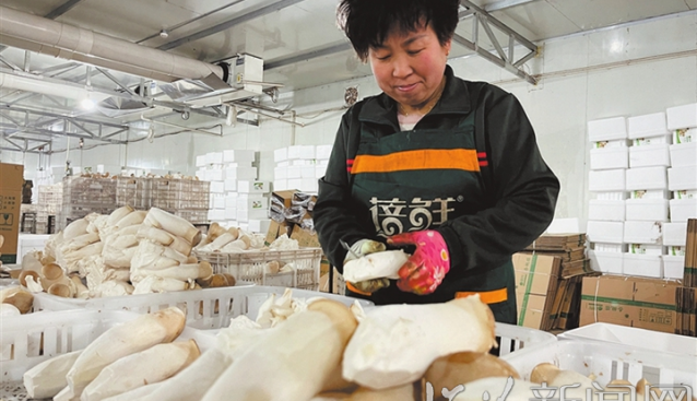 山西蓓鮮農(nóng)業(yè)科技有限公司：采用自動(dòng)化流水線作業(yè) “工業(yè)化”模式生產(chǎn)杏鮑菇