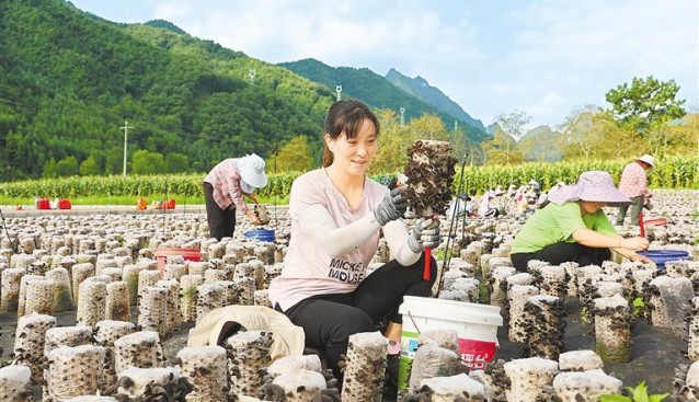 甘肅省康縣：工人們正忙著采摘第二茬黑木耳