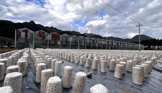 貴州：麻江縣利用“菜耳輪作”模式發(fā)展黑木耳 實現(xiàn)產業(yè)提質增效