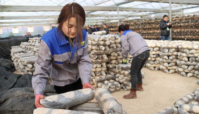 甘肅徽縣：食用菌標準化生產示范基地豐收了
