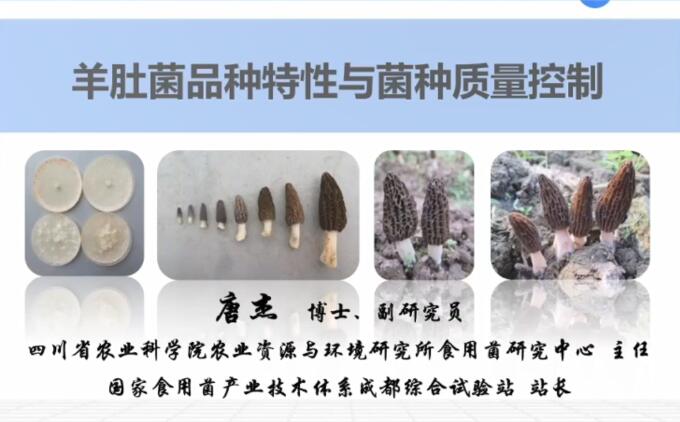 羊肚菌品種特性及品質(zhì)控制，羊肚菌高效栽培技術(shù)-唐杰老師