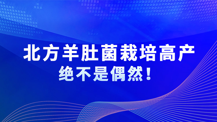 北方羊肚菌栽培高產(chǎn)絕不是偶然！