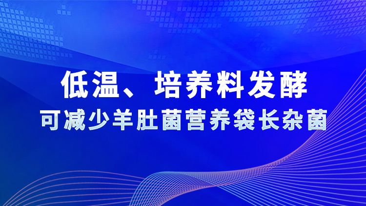 低溫、培養(yǎng)料發(fā)酵可減少羊肚菌營養(yǎng)袋長(zhǎng)雜菌