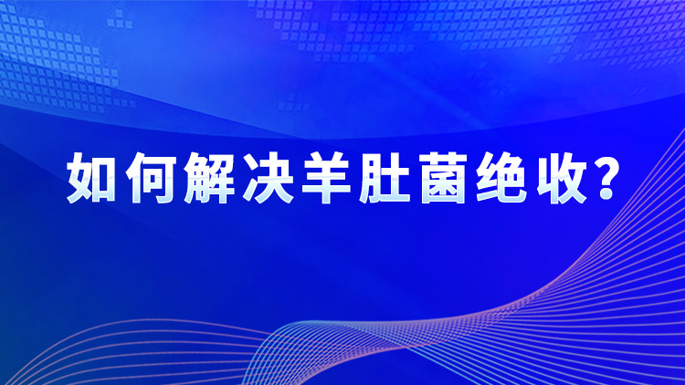 如何解決羊肚菌絕收？