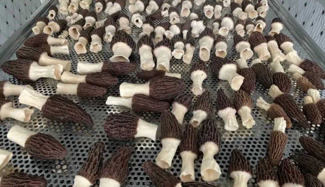 甘肅永登：美樂幸福農(nóng)場8個羊肚菌大棚進(jìn)入采收期