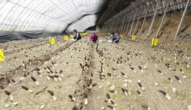 河北昌黎食用菌產業(yè)促增收