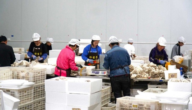 福建古田：首個鹿茸菇基地忙生產