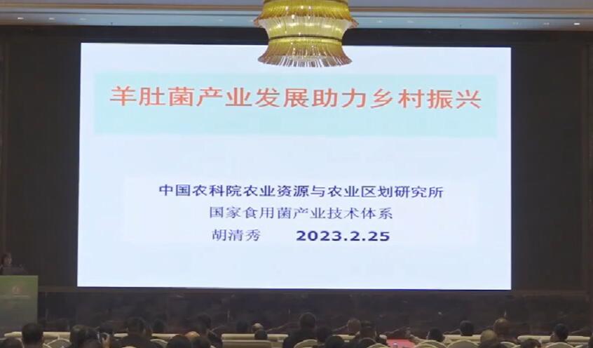 胡清秀：羊肚菌產(chǎn)業(yè)發(fā)展助力鄉(xiāng)村振興
