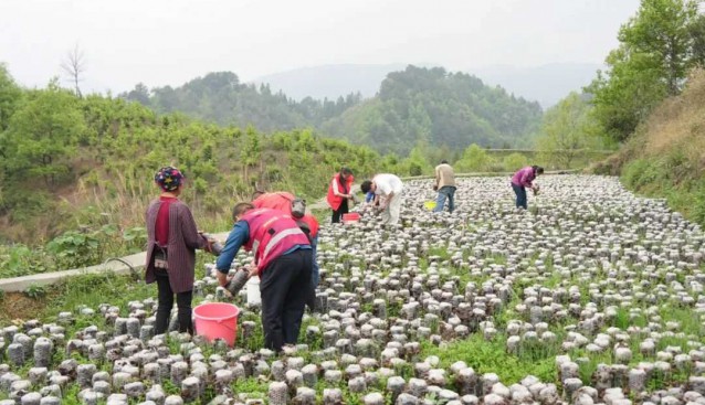 種植食用菌，豐收采摘忙