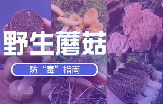 野生蘑菇，防毒指南