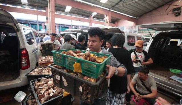 云南野生菌市場：每年野生菌上市量約300噸