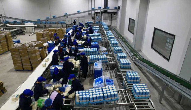 廣西貴港：港北區(qū)工廠化生產(chǎn)的金針菇上市了