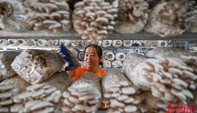 湖南安仁縣：“公司+基地+農戶”模式發(fā)展食用菌產業(yè)
