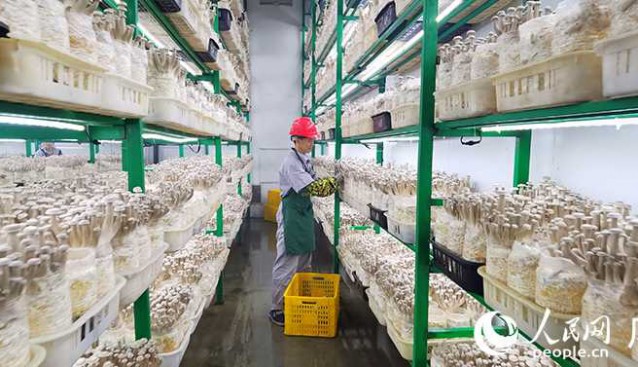 龍州北部灣公司：年產(chǎn)鹿茸菇約8000噸，供不應(yīng)求
