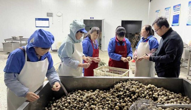 草菇提高附加值、延長產(chǎn)業(yè)鏈，有了新途徑