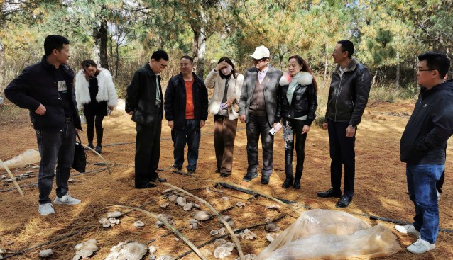 參觀考察云南褐靈菇林下種植基地