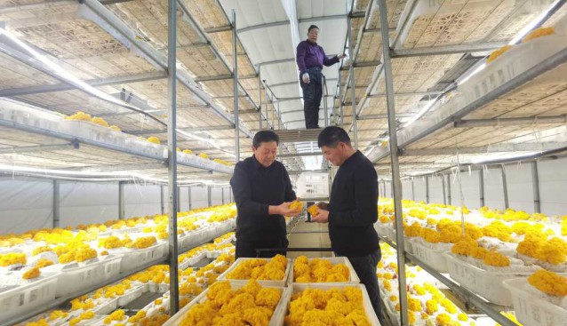 河南夏邑縣：食用菌年產(chǎn)值超10億元