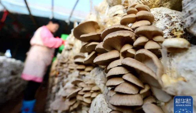 河北邯鄲：延伸食用菌產(chǎn)業(yè)鏈條，每畝年均收入達(dá)7萬元