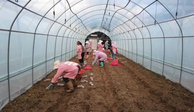 云南省劍川縣：甸南鎮(zhèn)羊肚菌種植忙