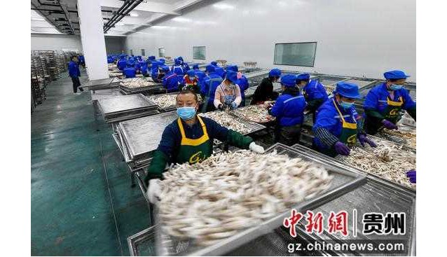 貴州道真：加大招商引資，食用菌產(chǎn)業(yè)助推鄉(xiāng)村振興