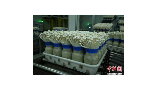 千里之緣一“鮮”牽，重慶產(chǎn)白玉菇遠銷東南亞
