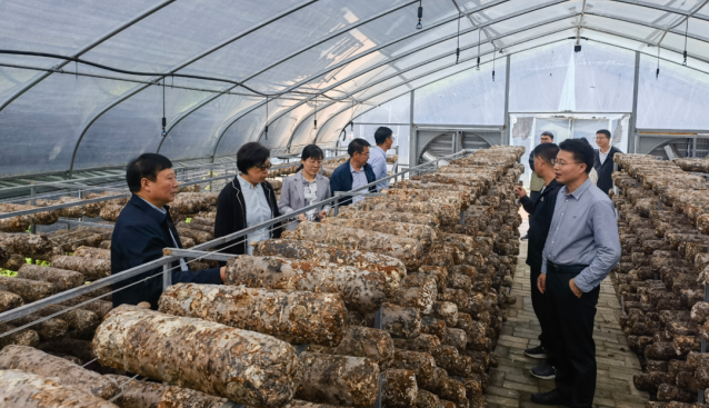國家食用菌產業(yè)技術體系首席科學家一行調研留壩食用菌產業(yè)情況