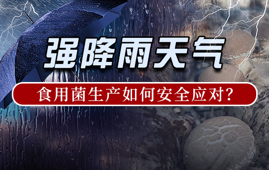 強(qiáng)雨天氣，食用菌生產(chǎn)如何安全應(yīng)對(duì)？