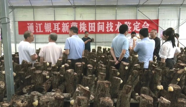 重大突破！通江銀耳新菌株面世