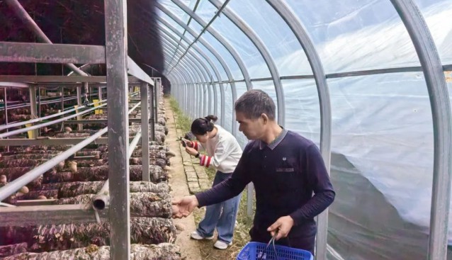 浙江杭州臨安：菌菇豐收，品質(zhì)銷量雙升