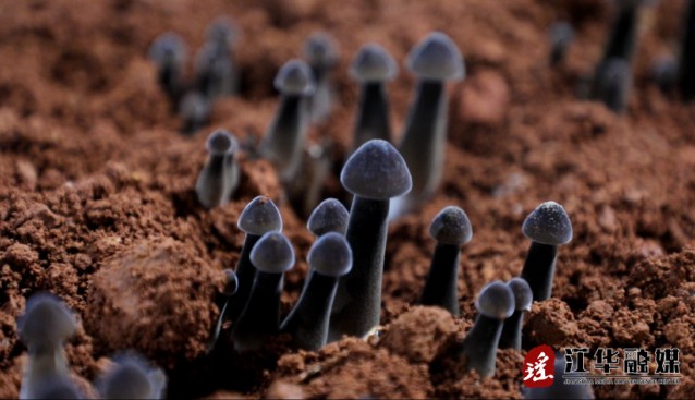湖南江華河路口鎮(zhèn)：黑皮雞樅菌長勢喜人
