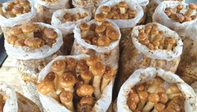 250克/袋！又一食用菌新品種，試種成功